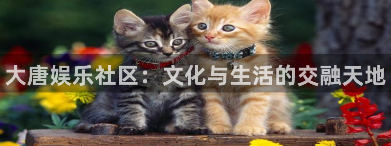 杏宇5注册：大唐娱乐社区：文化与生活的交融天地